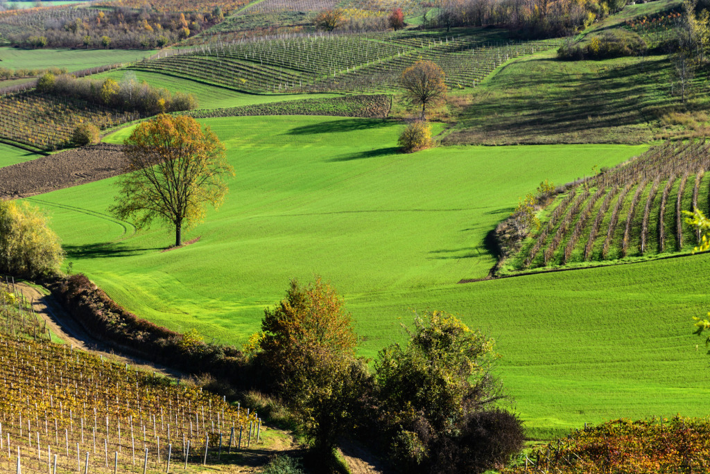 Vineyards in Venice