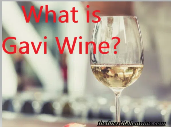 A glass of Gavi Wine