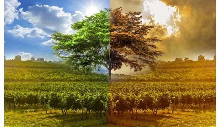 Global Warming Affecting Winery